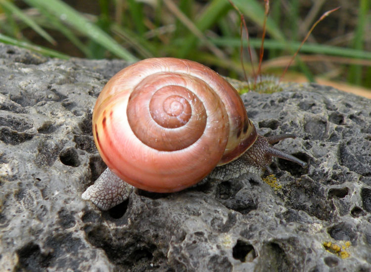 Cepaea nemoralis, vero?